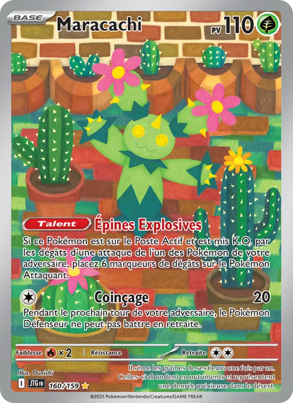 Maractus